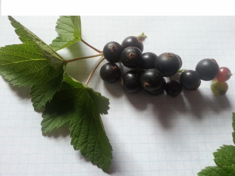 Смородина черная Копаня