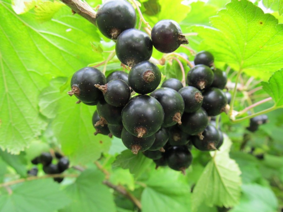 Смородина черная (ribes nigrum l.)