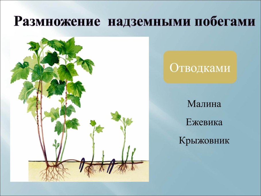 Подземные столоны схема