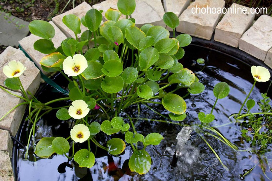 Hydrocleys nymphoides