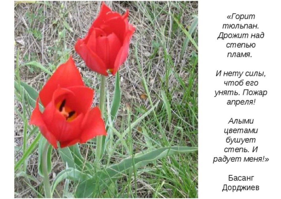 Тюльпан Шренка