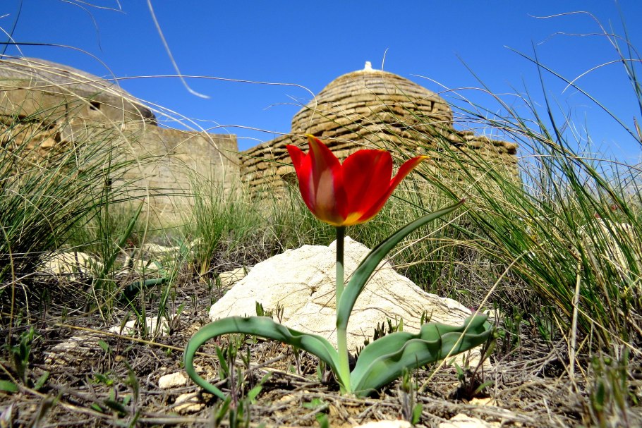 Дикие тюльпаны Казахстана