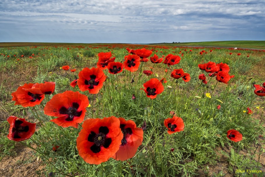 Степные маки Астрахань
