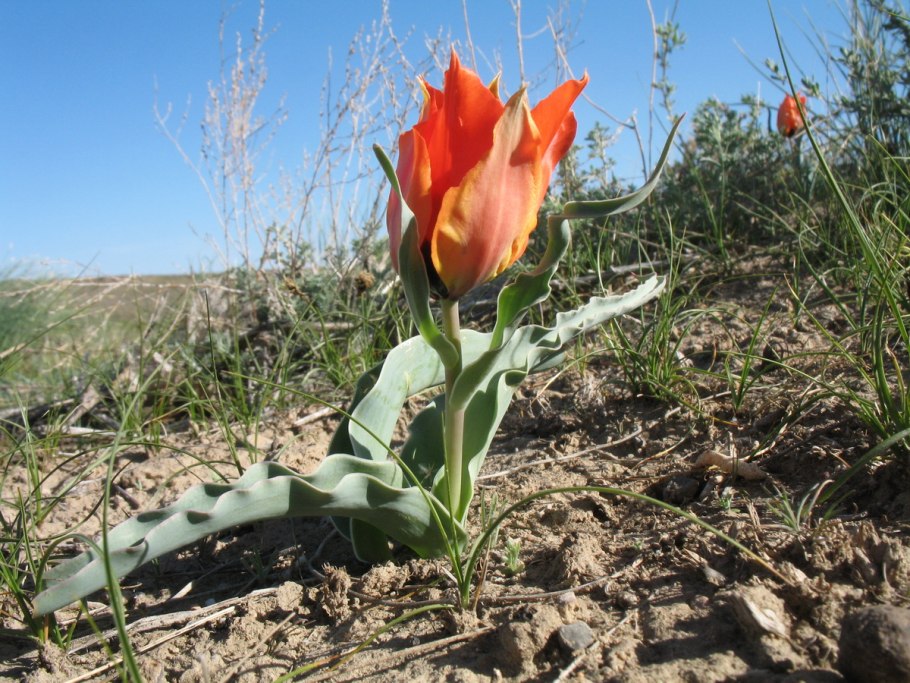 Тюльпан Борщова Казахстан