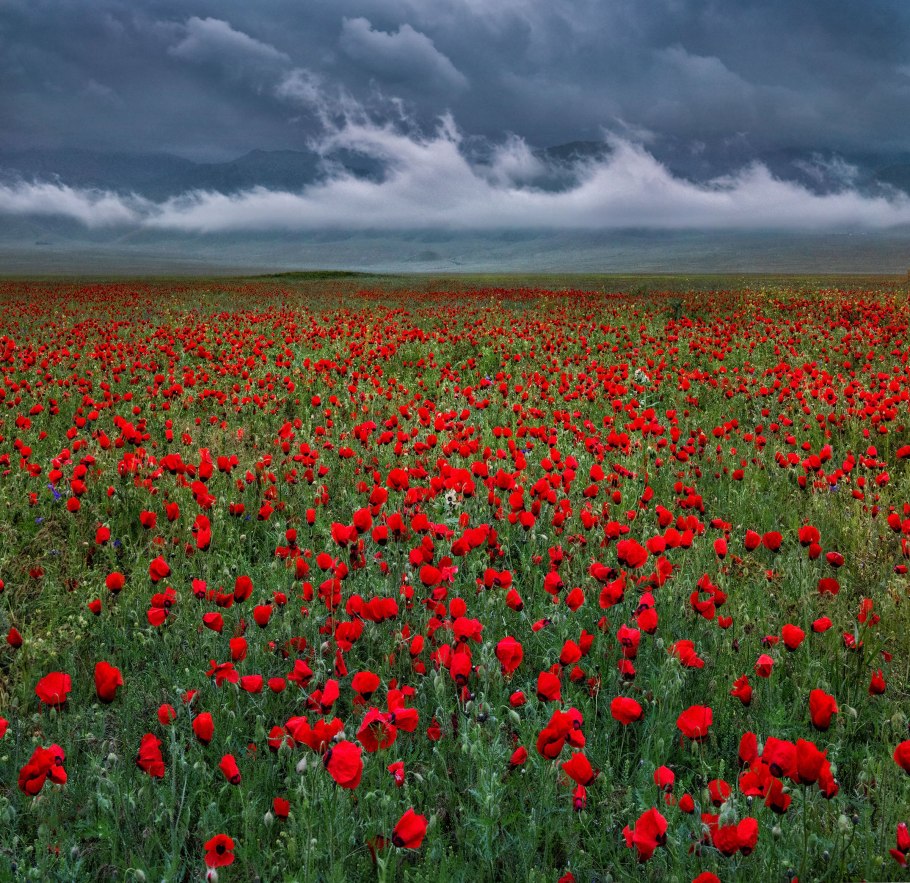 Маковые поля Чуйская Долина