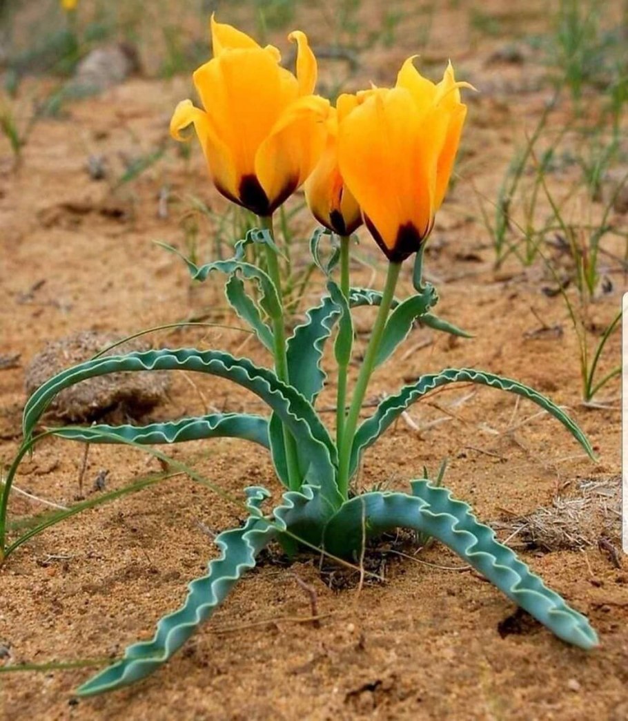 Степной тюльпан Борщова