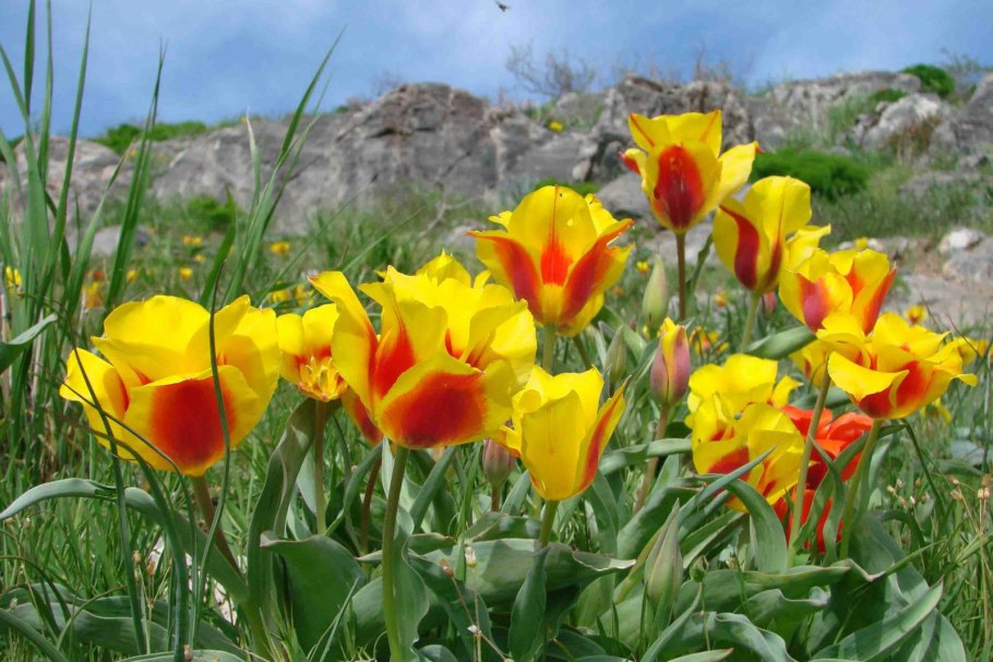 Растения Казахстана тюльпан Грейга