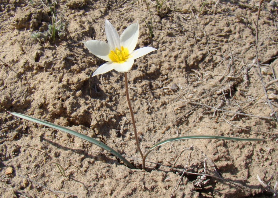 Подснежники Байконура