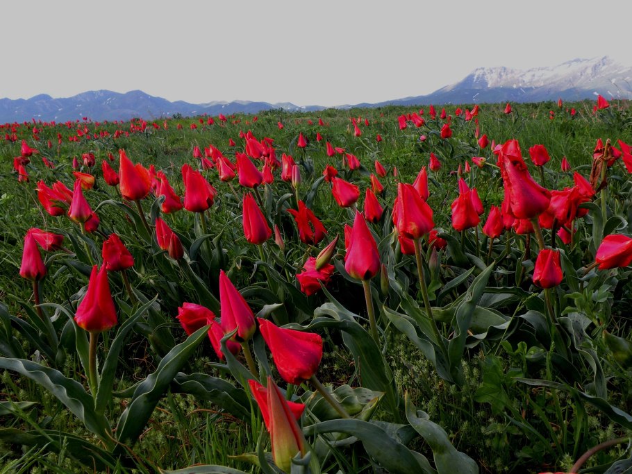 Тюльпаны Тянь Шаня