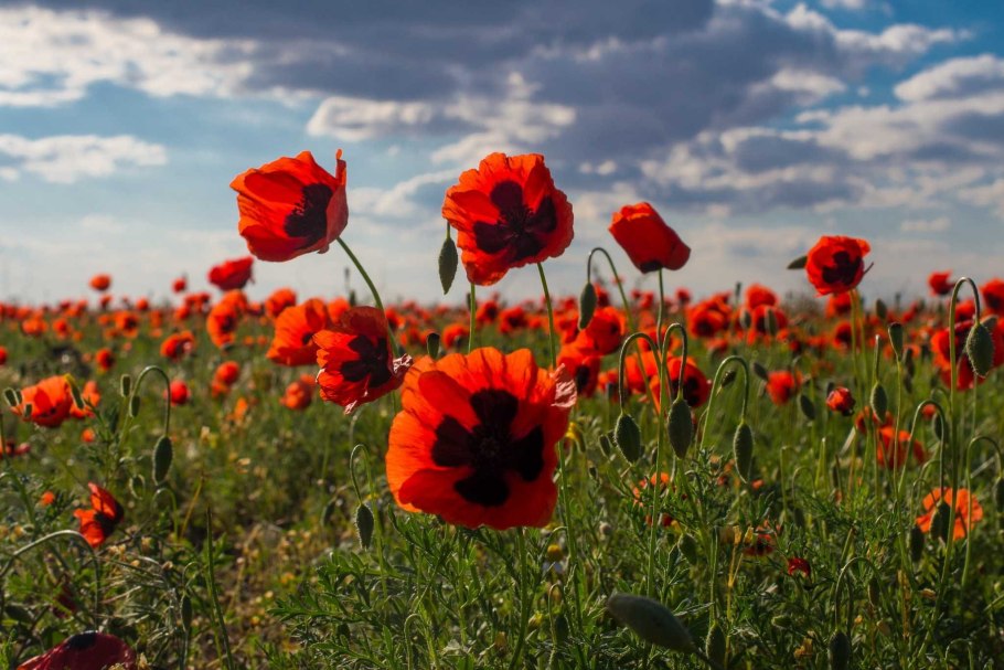Маки в степи Казахстана