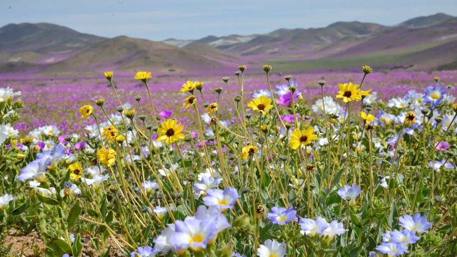 Гречишкин Цветущая степь