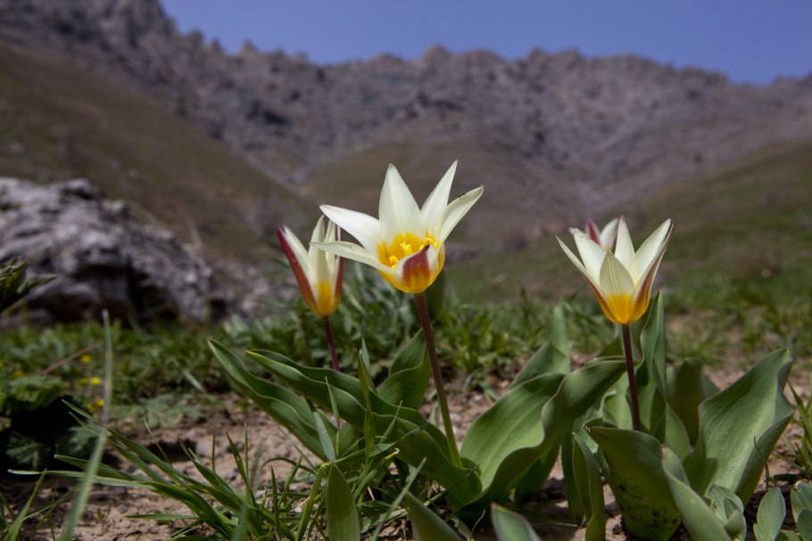 Тянь-Шань тюльпан Киргизия