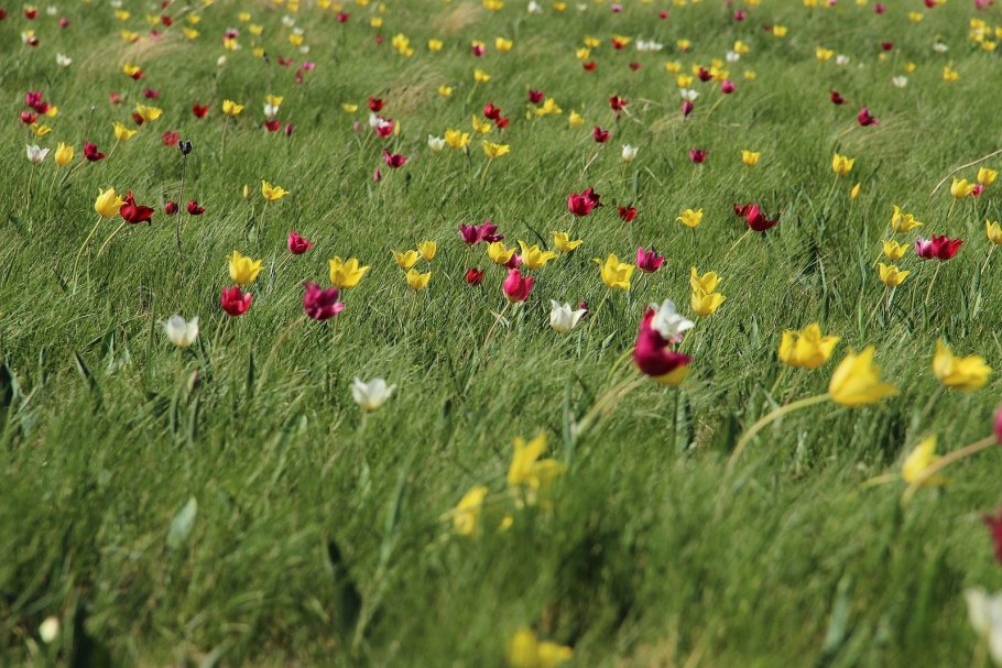 Тюльпан Шренка Поляна