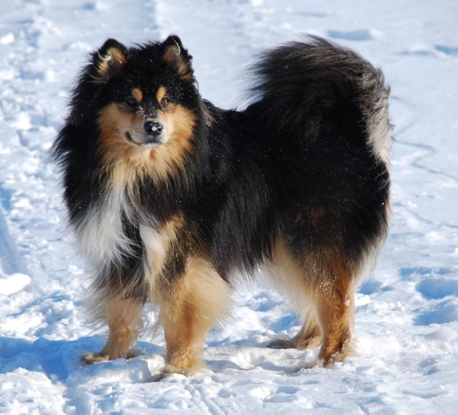 Ненецкая лайка оленегонный шпиц