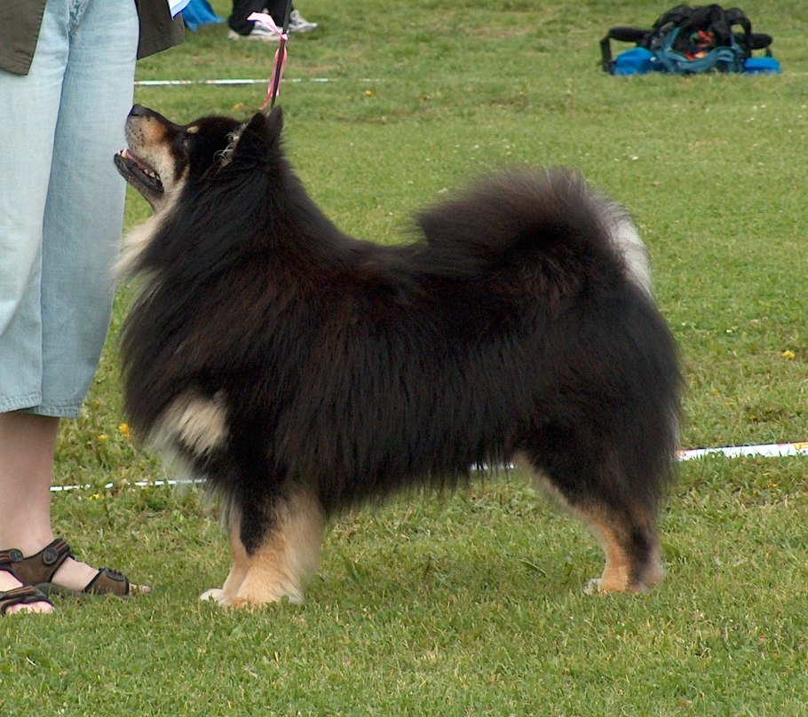 Финский лаппхунд стандарт РКФ
