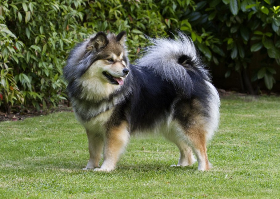 Финский лаппхунд