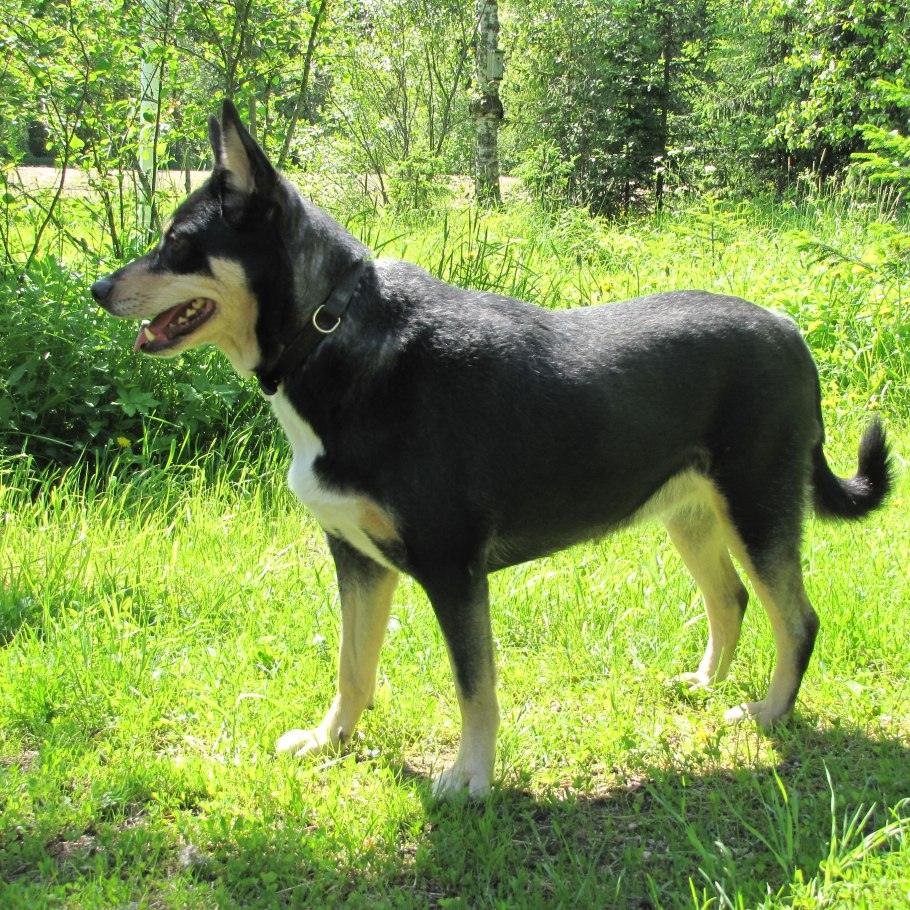 Ива лохолистная Ангустифолия