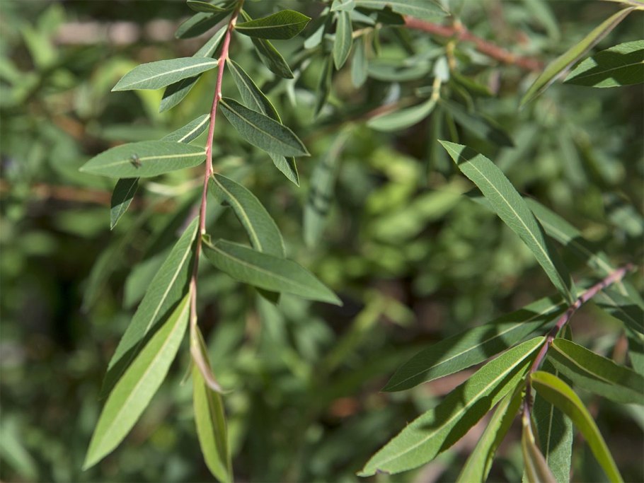 Ива курильская - Salix kurilensis