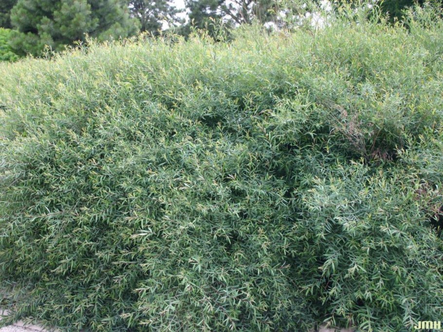 Ива пурпурная "gracilis" Грацилис