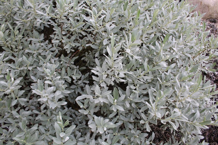 Ива Ракита над рекой