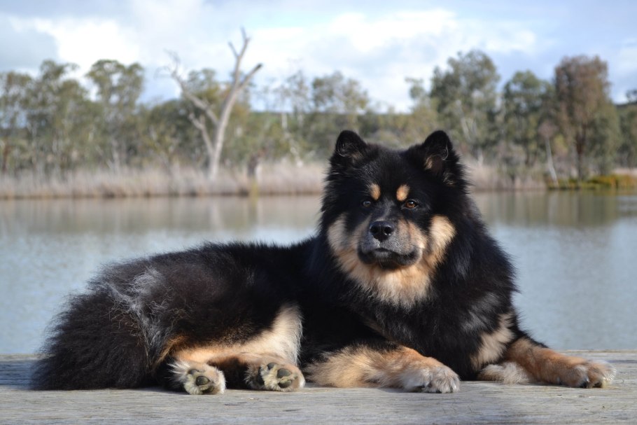 Лаппхунд оленегонная лайка