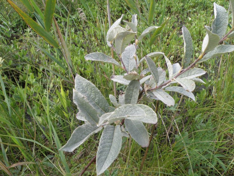 Ива Лапландская