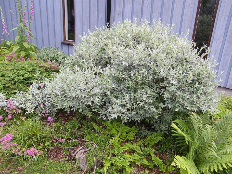 Ива Лапландская Salix lapponum