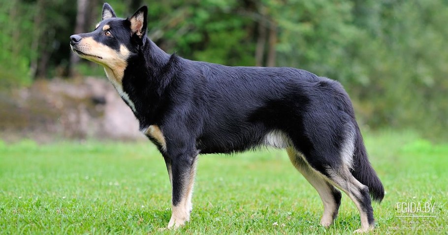 Лопарская оленегонная лайка