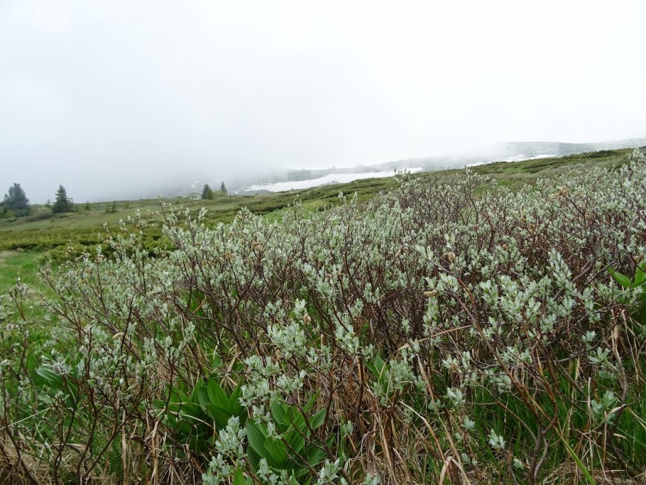 Венгерская пастушья Муди