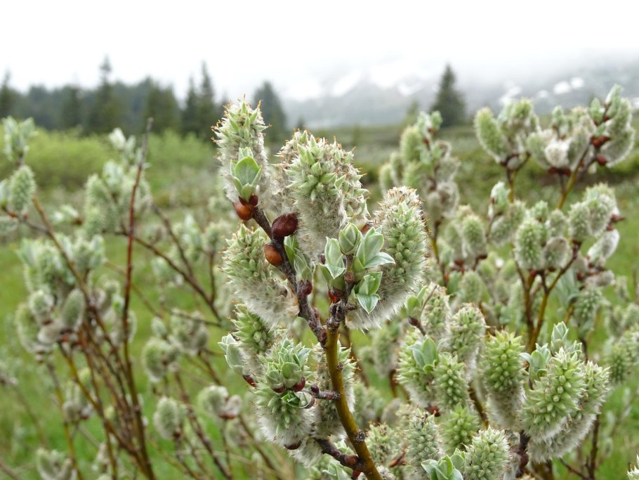 Ива лопарская лист