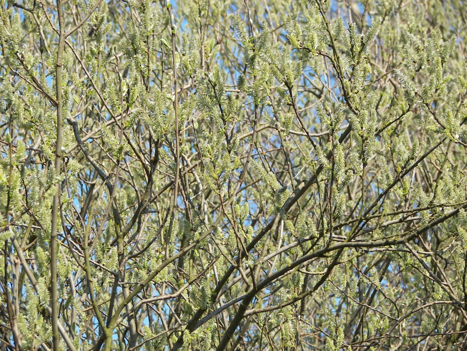 Salix caprea ogon
