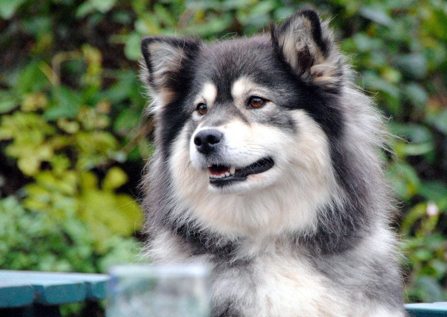 Ива лопарская