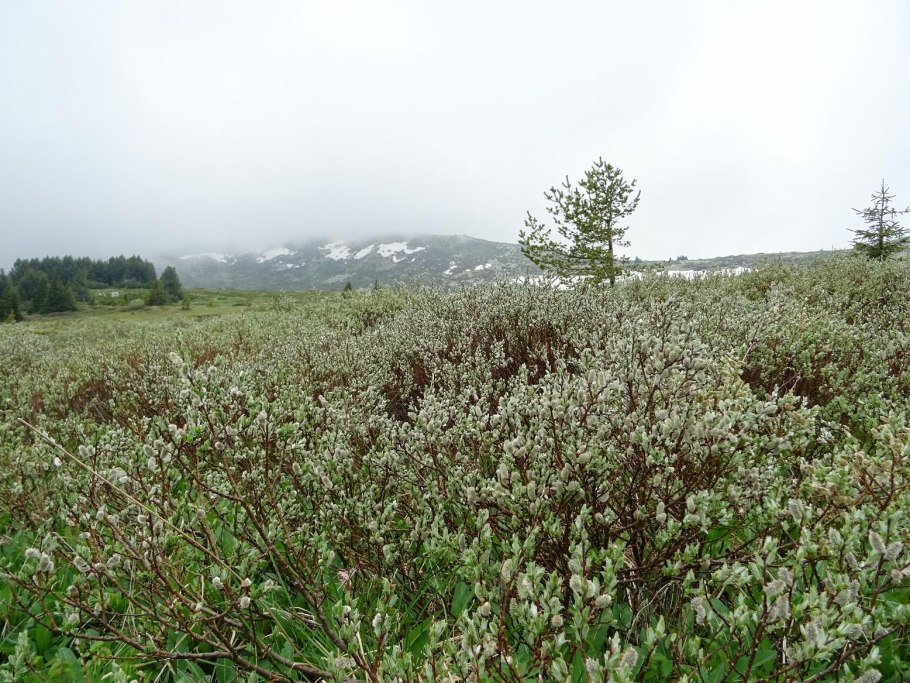 Собака Бергамаско (бергамская овчарка)