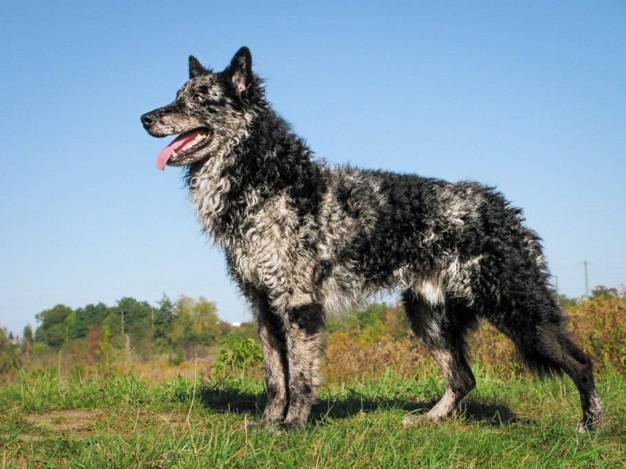 Оленегонный шпиц