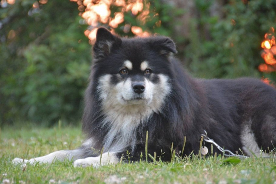 Шведский лаппхунд Лапландский шпиц