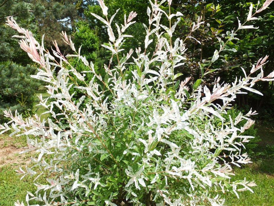 Финский лаппхунд Суоменлапинкойра