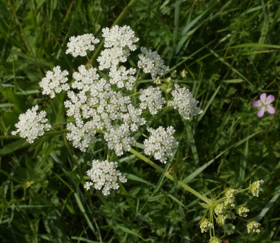 Зонтичные (Umbelliferae(Apiaceae))