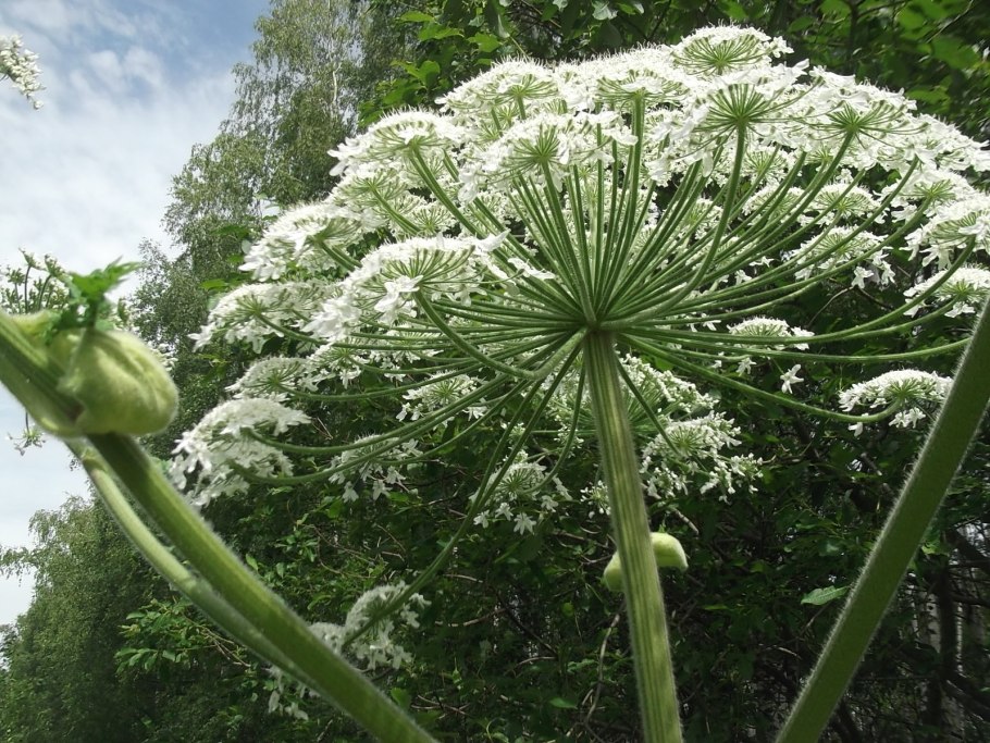 Зонтичные (Apiaceae)