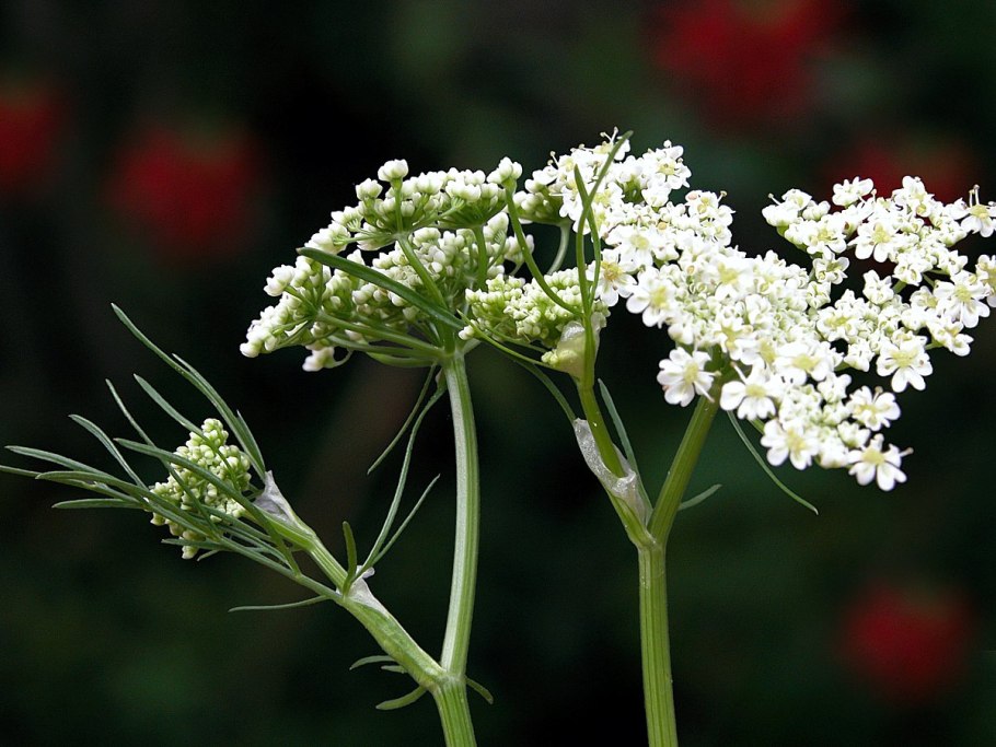 Фенхель. Foeniculum vulgare
