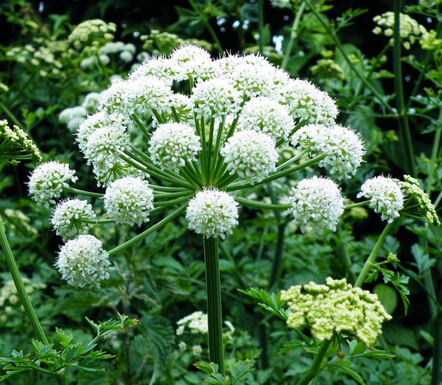 Укроп пахучий - Anethum graveolens