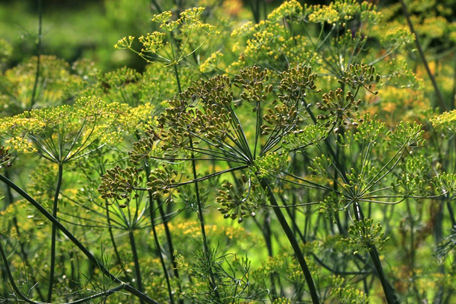 Укроп пахучий - Anethum graveolens
