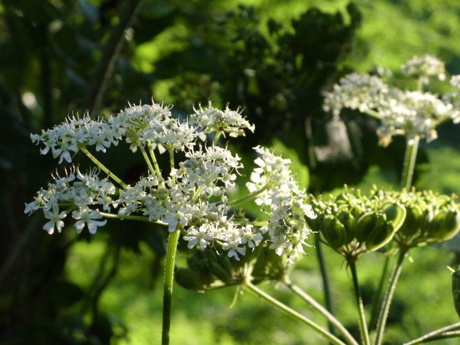 Petroselinum crispum