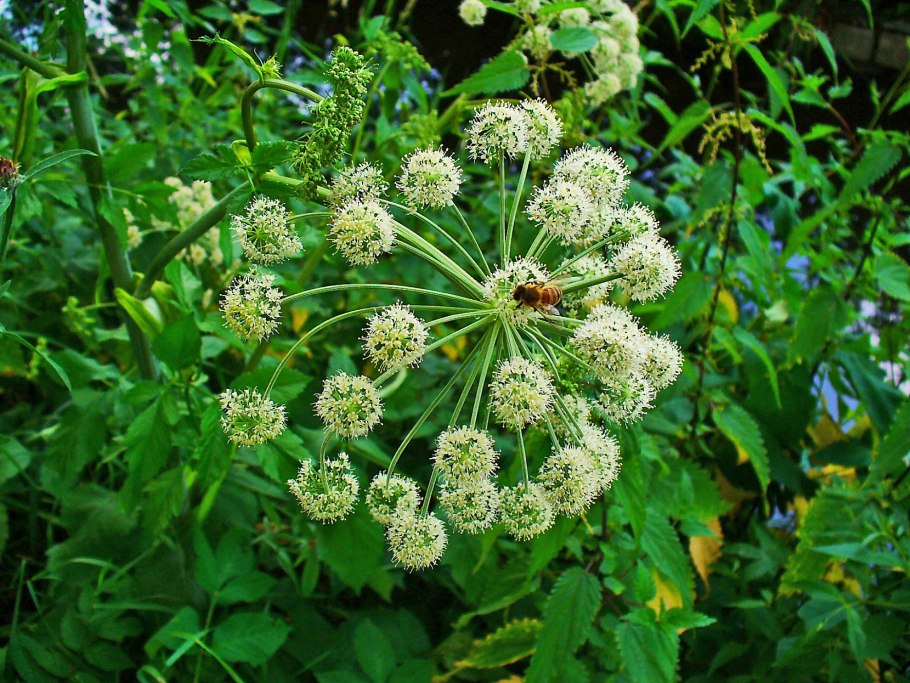 Поручейник широколистный Sium latifolium