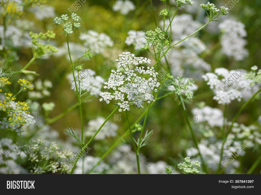 Зонтичные (Apiaceae)