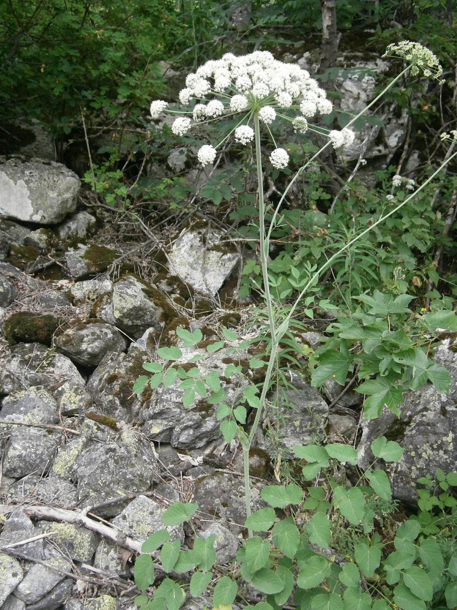 Ammi majus Visnaga