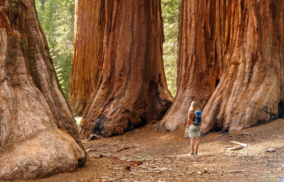 Национальный парк Редвуд штат Калифорния