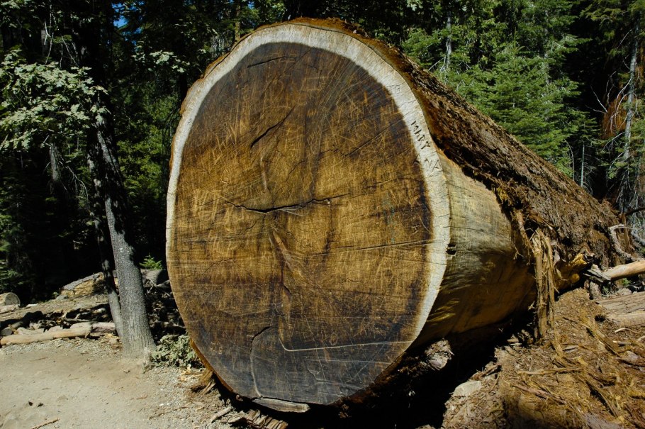 Секвойядендрон гигантский Мамонтово дерево