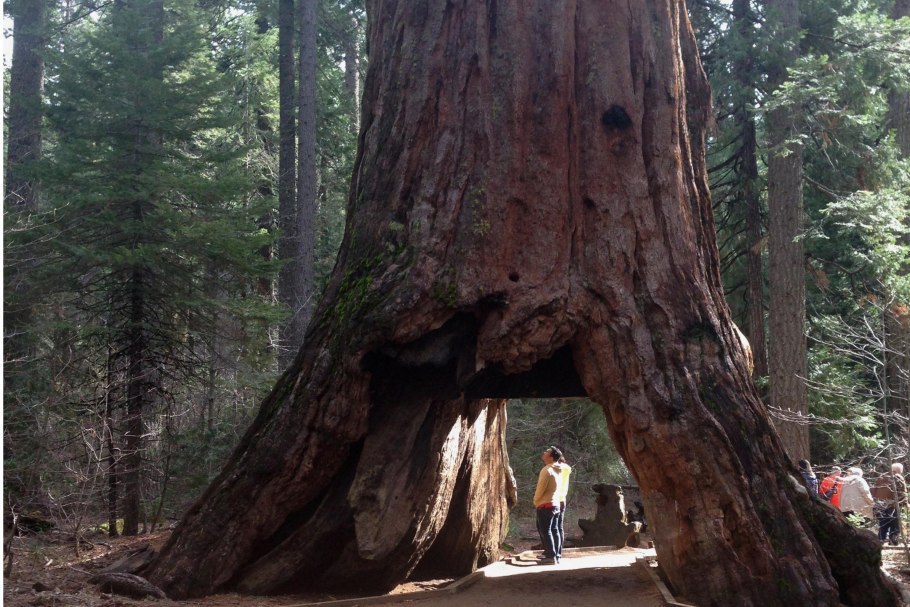 Дерево на пне секвойи