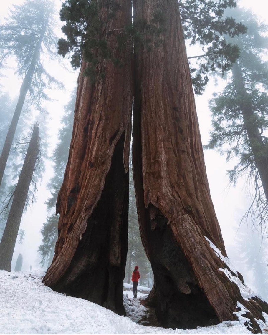 Парк Секвойя Калифорния генерал Шерман