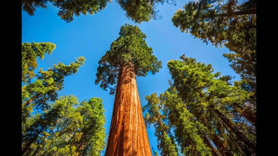 Максимальная высота деревьев